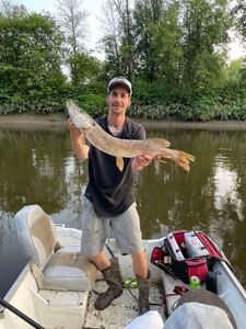 Northern Pike