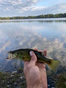 Smallmouth Bass