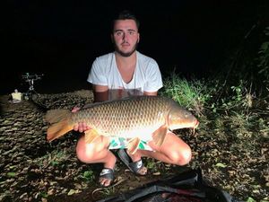 Common Carp