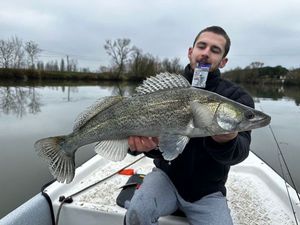 Zander