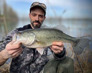Largemouth Bass