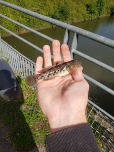 Round Goby