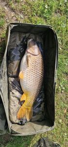 Common Carp