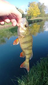 European Perch