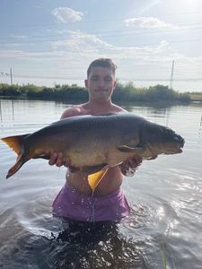 Mirror Carp
