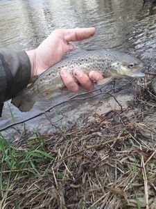 Brown Trout