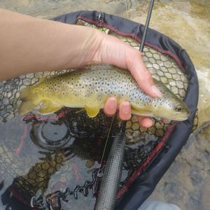 Brown Trout