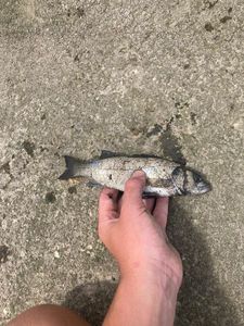 European Bass (Seabass)