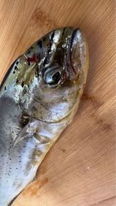 Pompano Dolphinfish