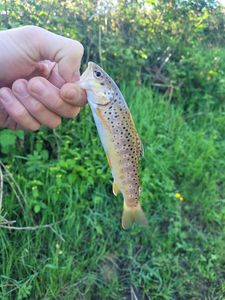Brown Trout