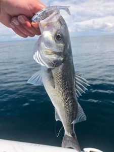 European Bass (Seabass)