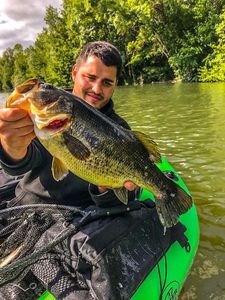 Smallmouth Bass