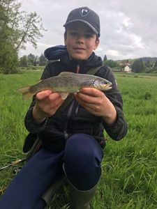 Brown Trout