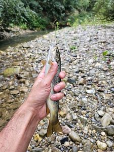 Brown Trout