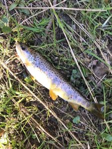 Brown Trout