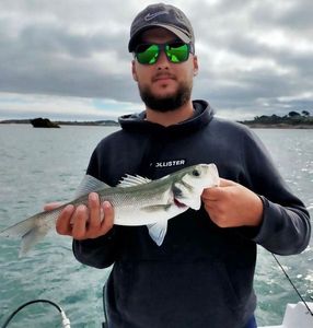 European Bass (Seabass)
