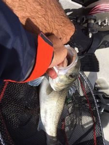 European Bass (Seabass)