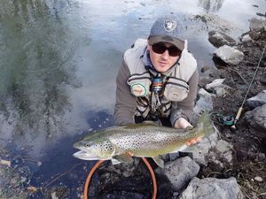 Brown Trout