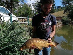 carpe commune lineaire