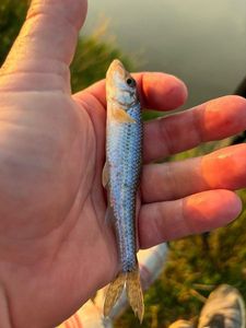 Gudgeon