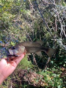 Largemouth Bass