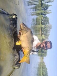 Mirror Carp