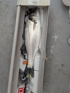 European Bass (Seabass)