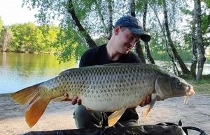 Common Carp