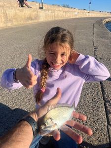 Gilthead Seabream