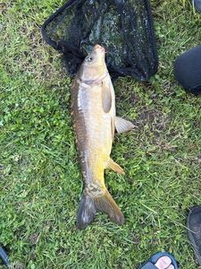 Mirror Carp