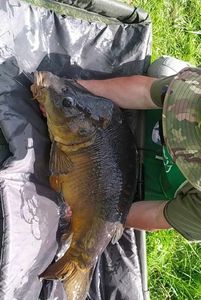 Leather Carp