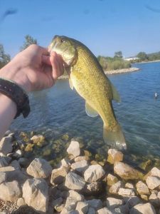 Largemouth Bass
