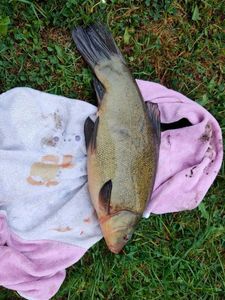 Tench