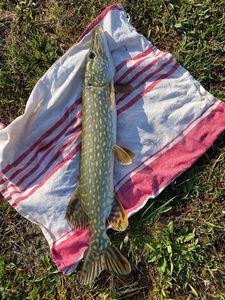 Northern Pike