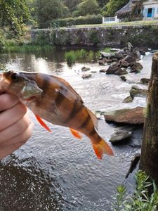 European Perch