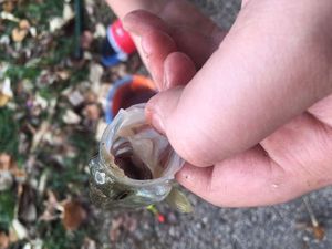Largemouth Bass