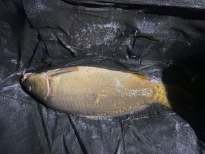 Leather Carp