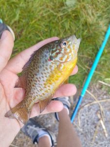 Green Sunfish