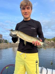 Northern Pike