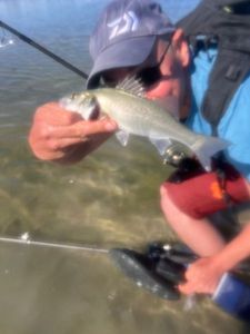 European Bass (Seabass)