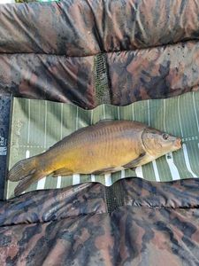Mirror Carp