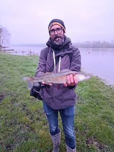 Zander