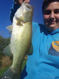 Largemouth Bass