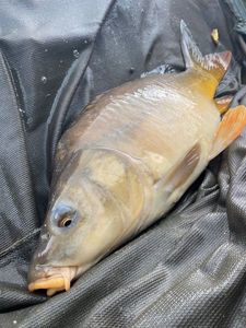 Mirror Carp