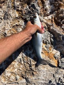 Flathead Grey Mullet