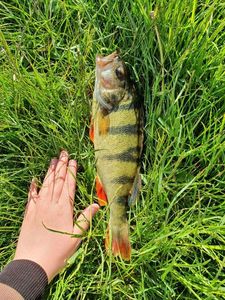 European Perch