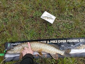 Northern Pike