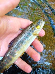 Brown Trout