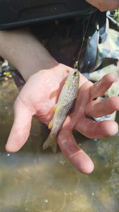Brown Trout