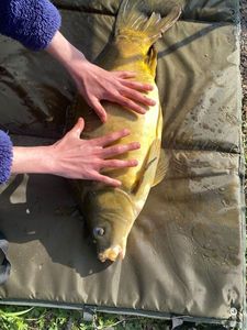 Common Carp